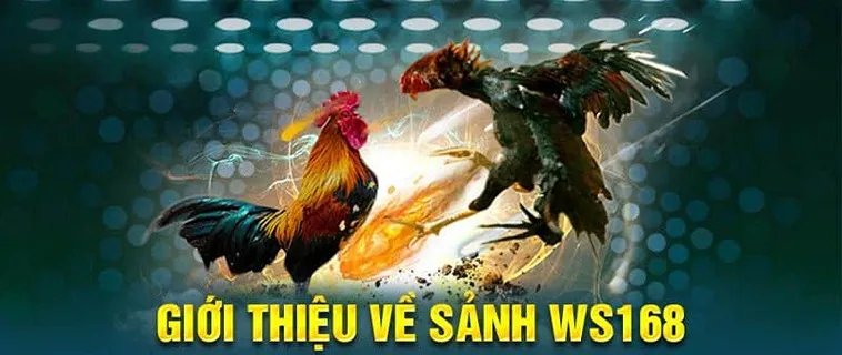 Cùng Trải Nghiệm Sảnh Đá Gà WS168 VN86 Với Bạn Bè